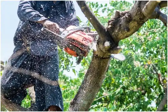 tree services Stanleytown